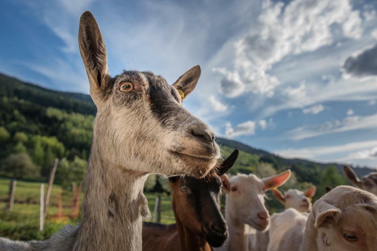 テーゼロ Agritur Maso Piasinaヴィラ エクステリア 写真